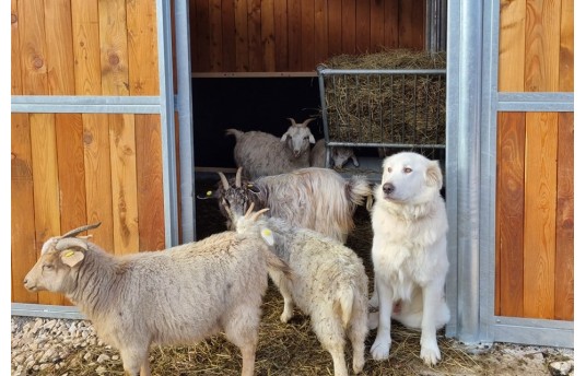 07 Podernuovo a Palazzone (Siena)